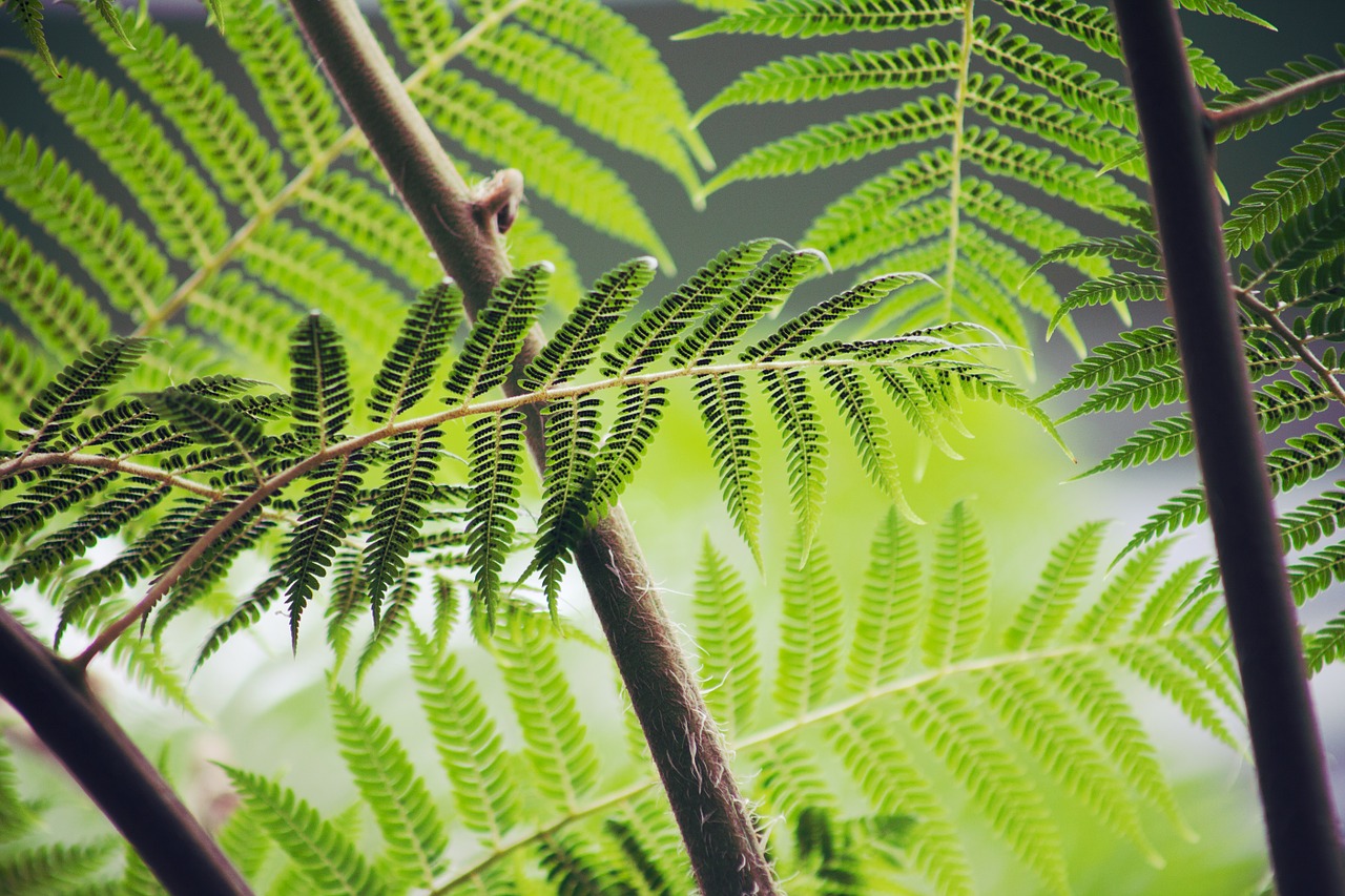 fern, leaves, foliage