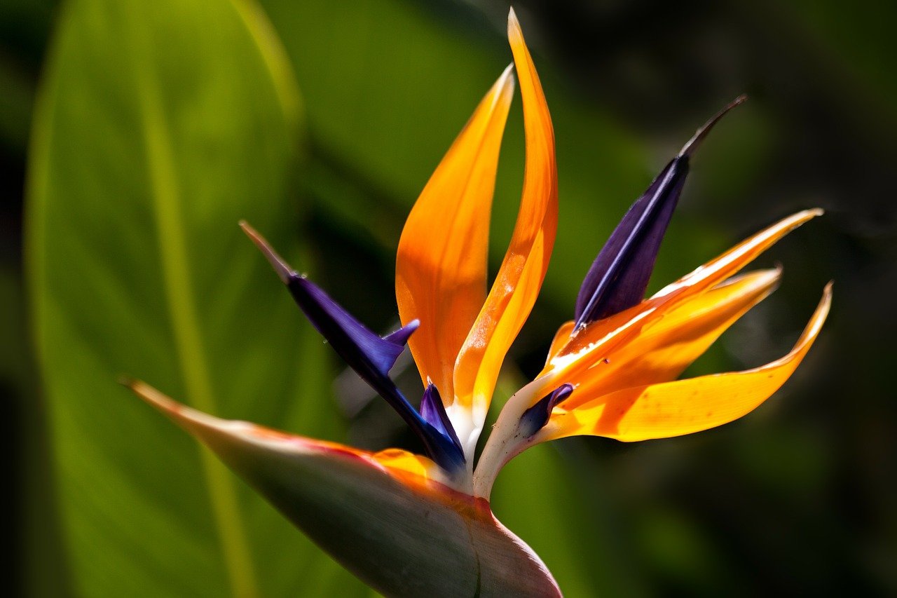 flower, bird of paradise flower, garden