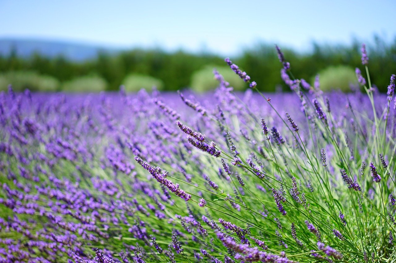 lavender, lavender field, lavender flowers