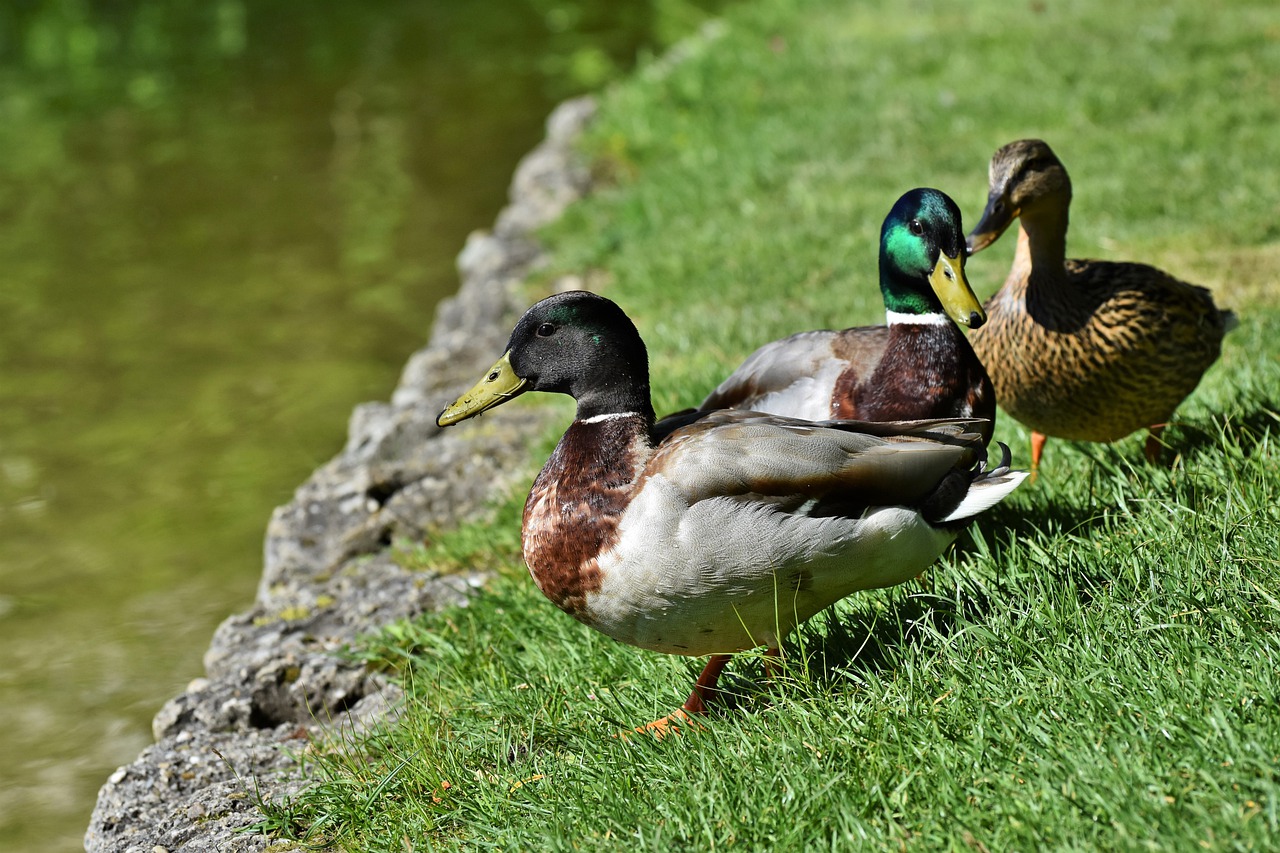 mallard, duck, water bird