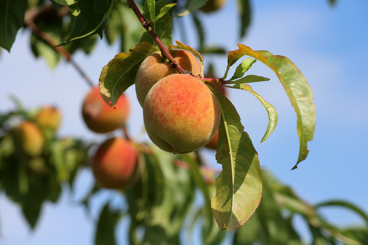 peaches, fruit, summer