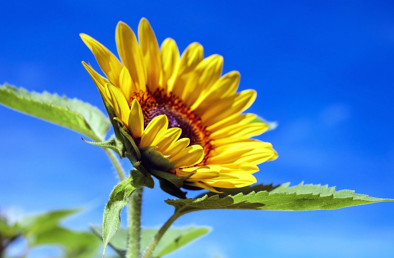 sunflower, flower, plant